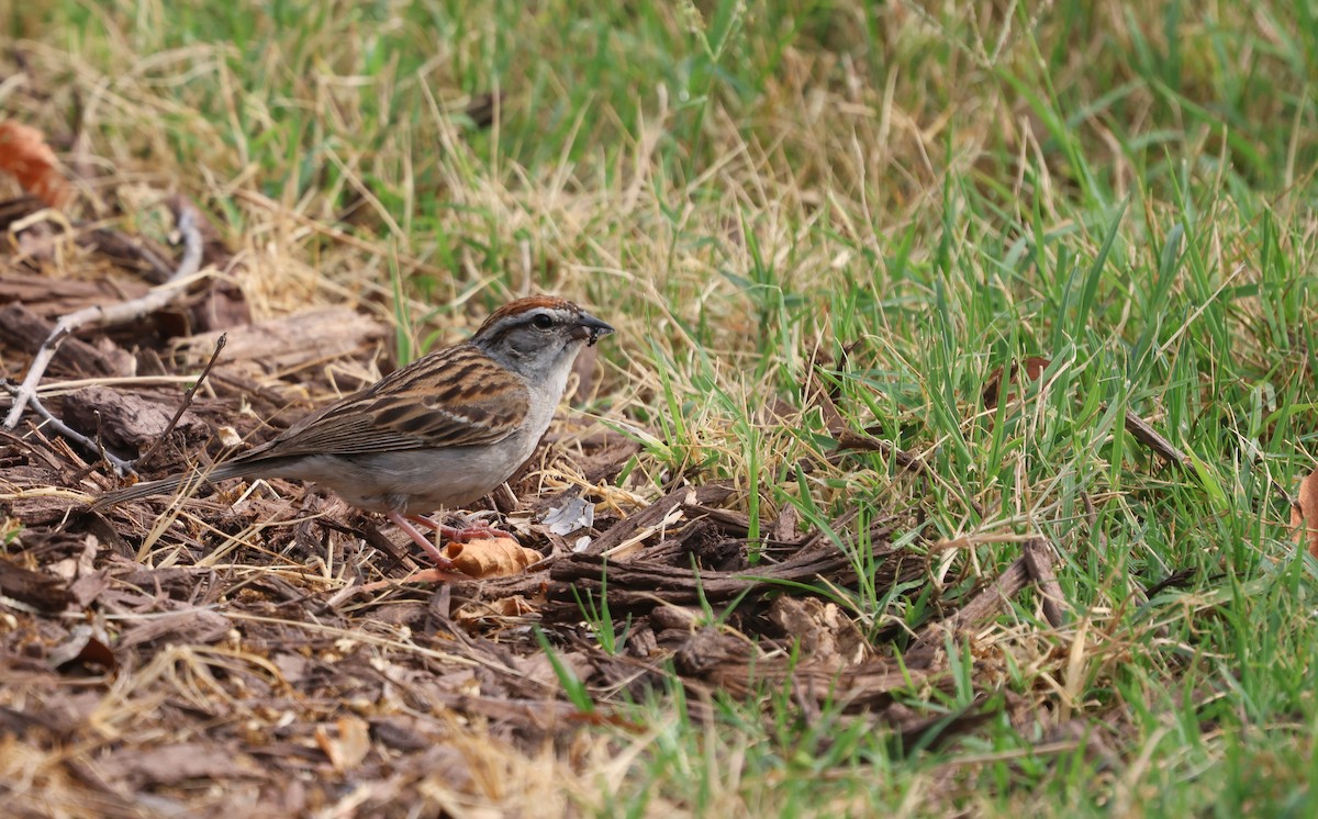 Chipping Sparrow - ML621259735