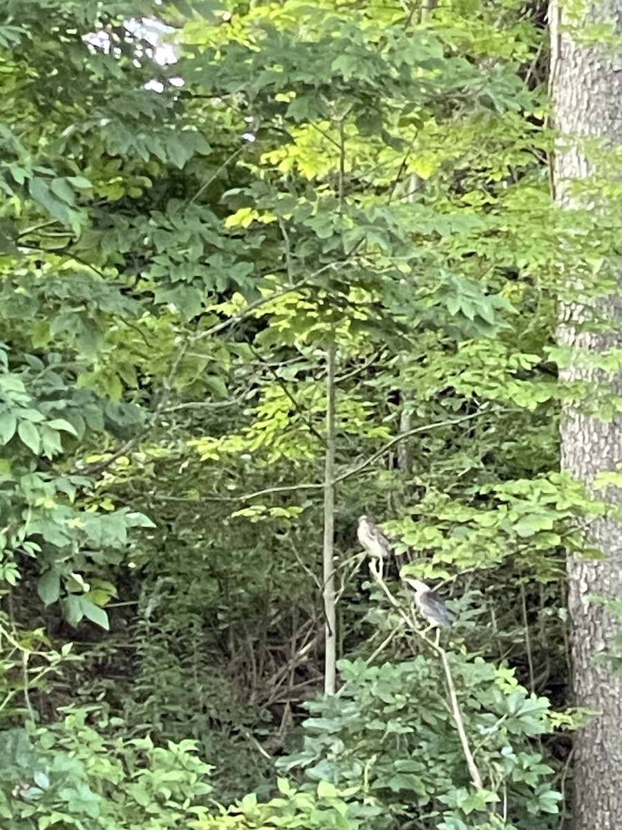 Green Heron - ML621260397