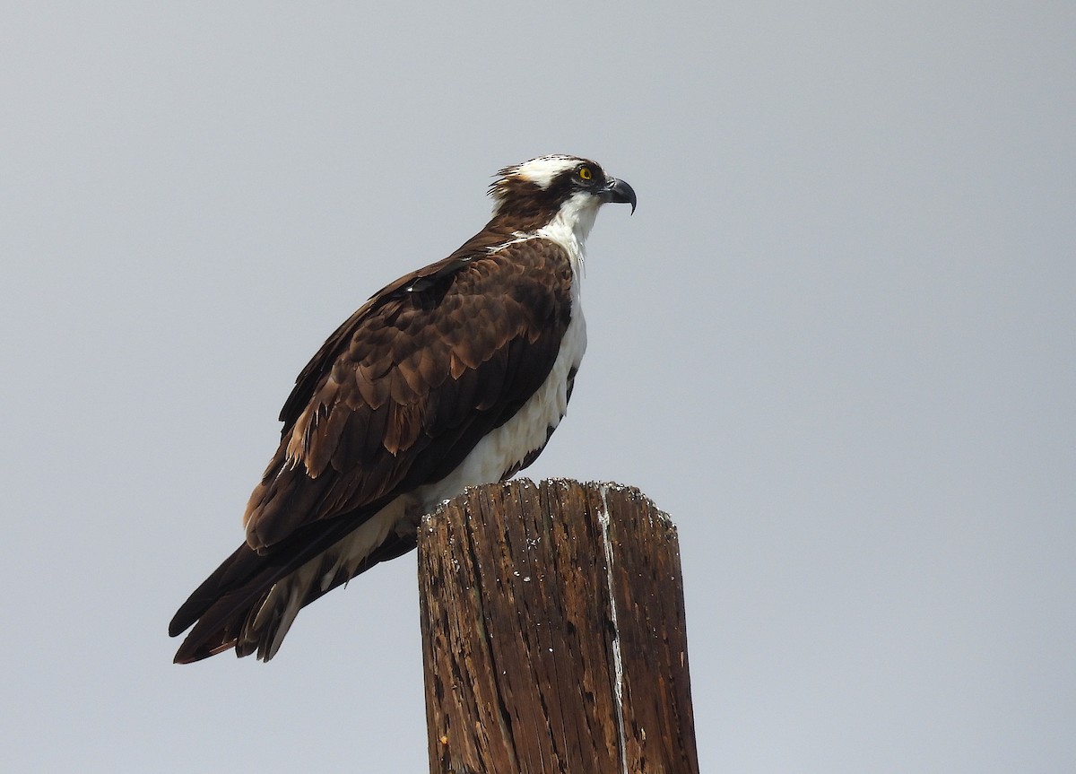 Osprey - ML621260430