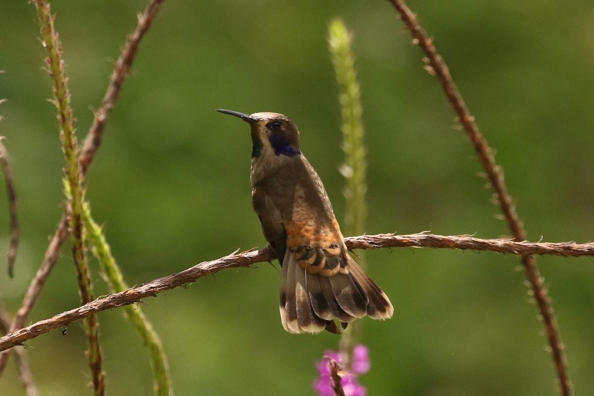 Brown Violetear - ML621260433