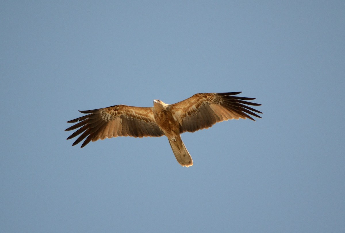 Whistling Kite - ML621260997