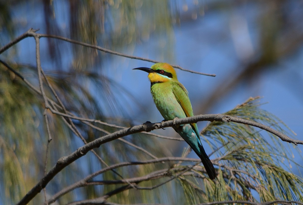 Rainbow Bee-eater - ML621261003