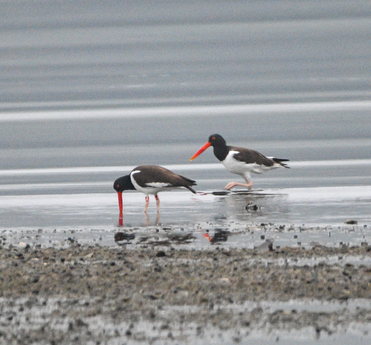 American Oystercatcher - ML621261345