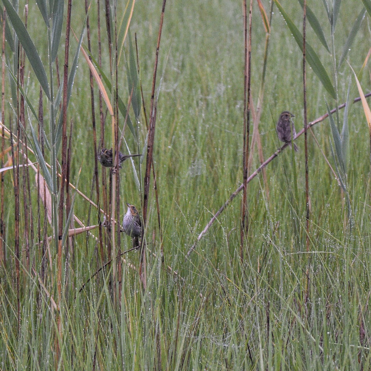 Saltmarsh Sparrow - ML621261356