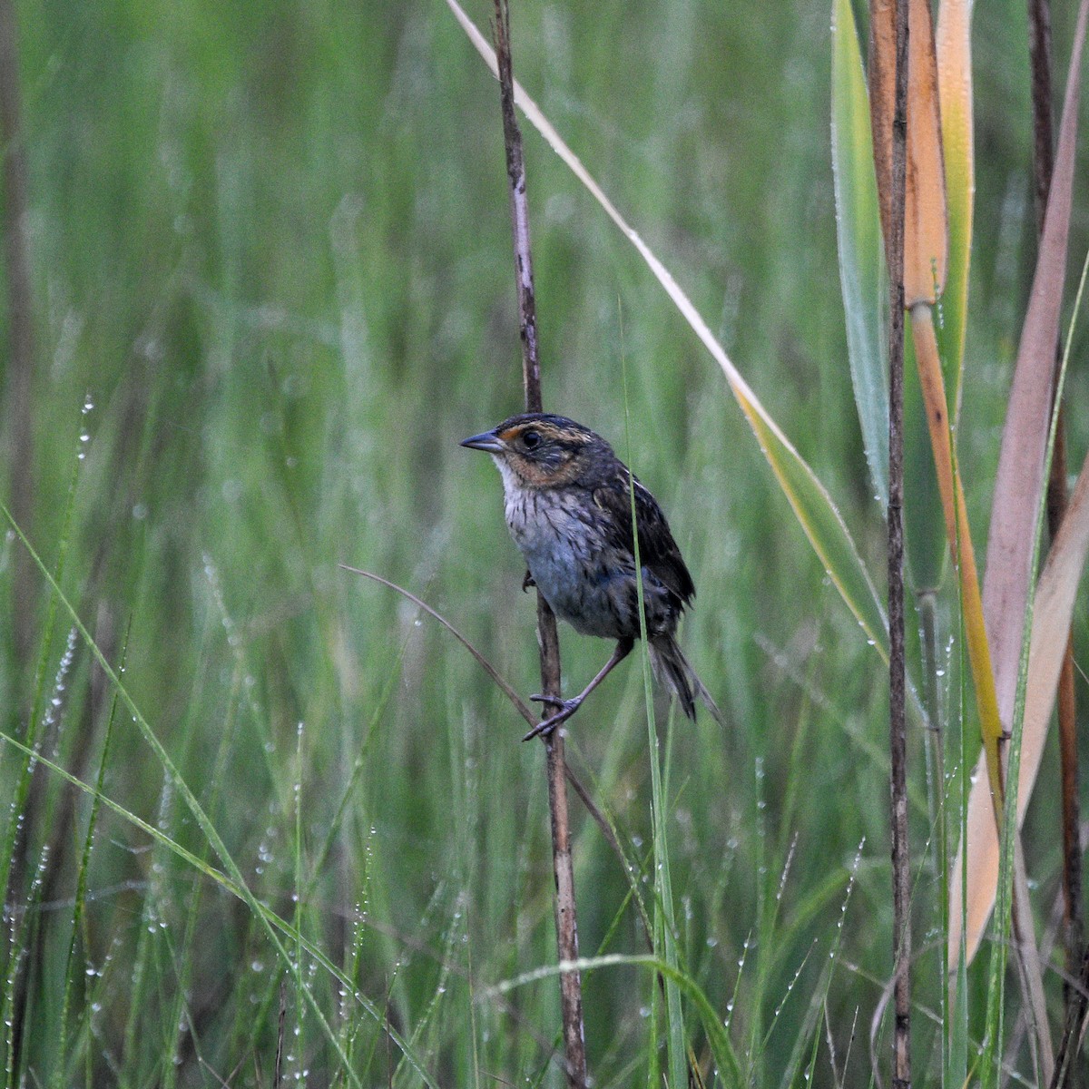 Saltmarsh Sparrow - ML621261357