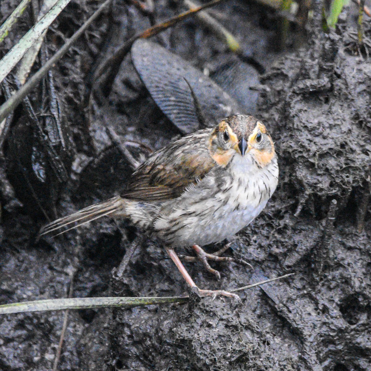 Saltmarsh Sparrow - ML621261358