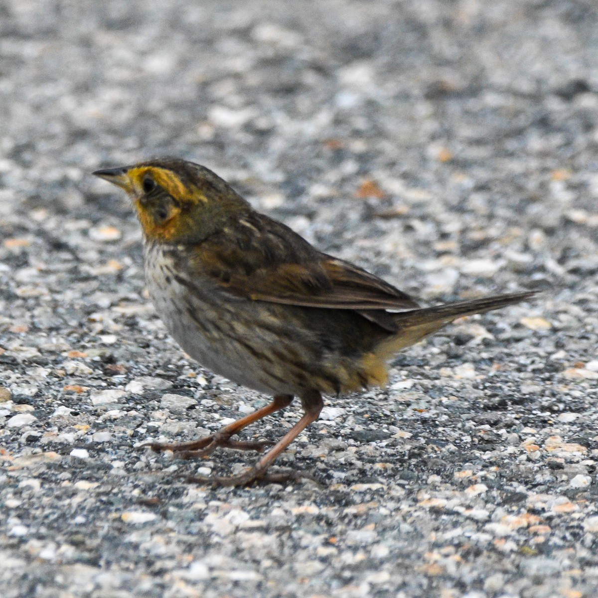 Saltmarsh Sparrow - ML621261359