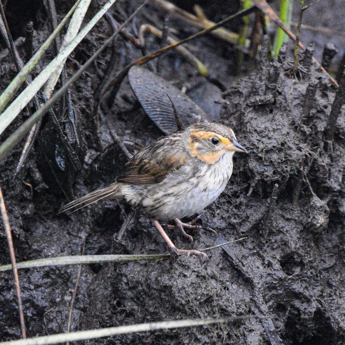Saltmarsh Sparrow - ML621261360