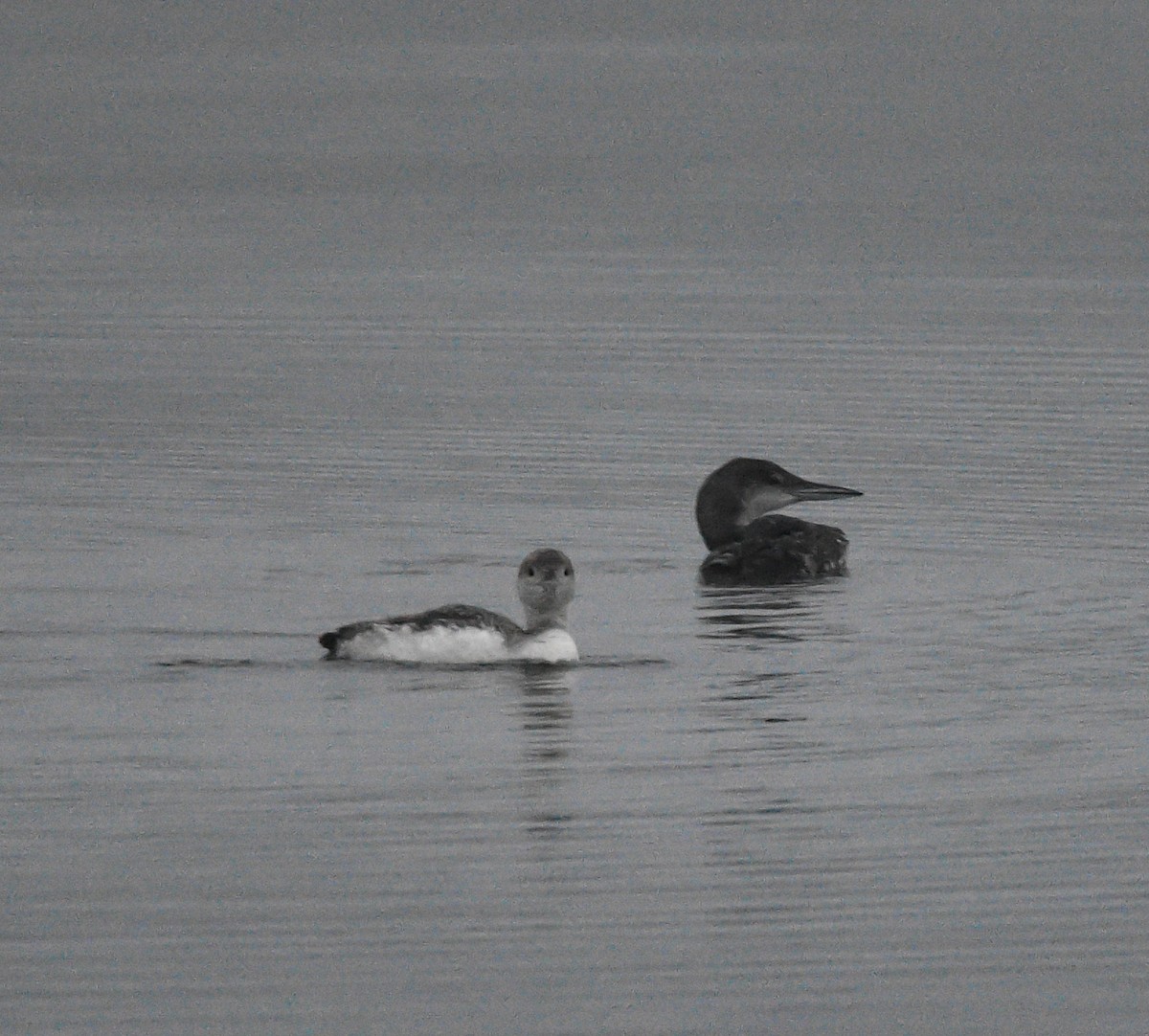 Common Loon - ML621261396
