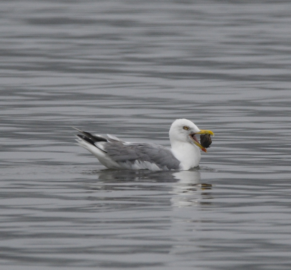 Herring Gull (American) - William Kelly