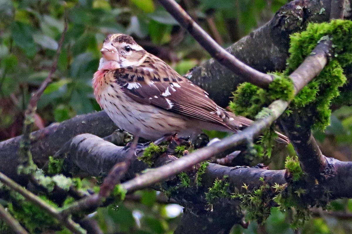 Rose-breasted Grosbeak - ML621261431