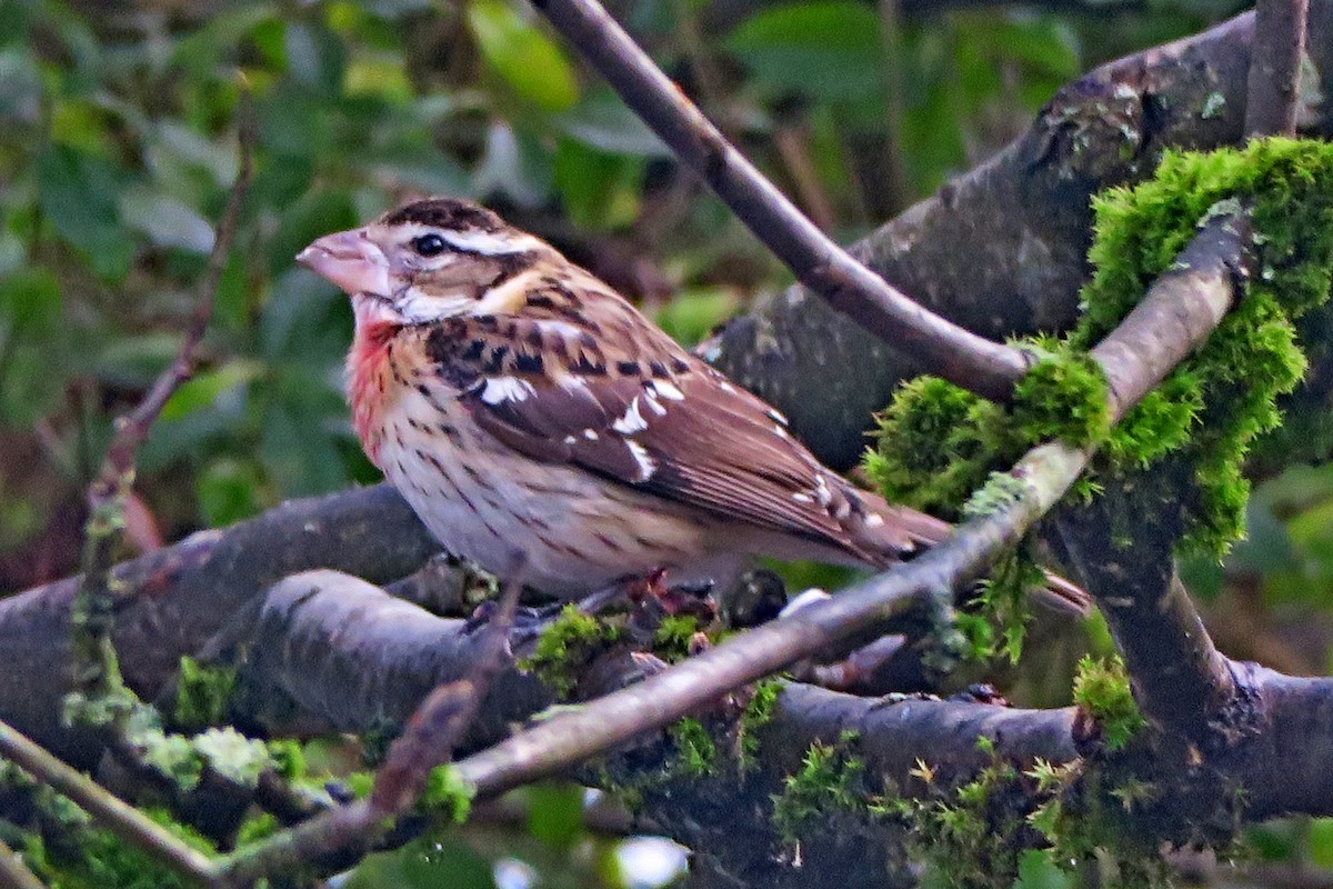 Rose-breasted Grosbeak - ML621261432