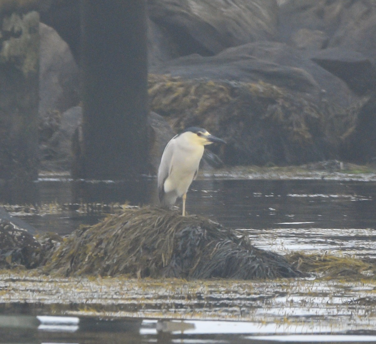 Black-crowned Night Heron - William Kelly