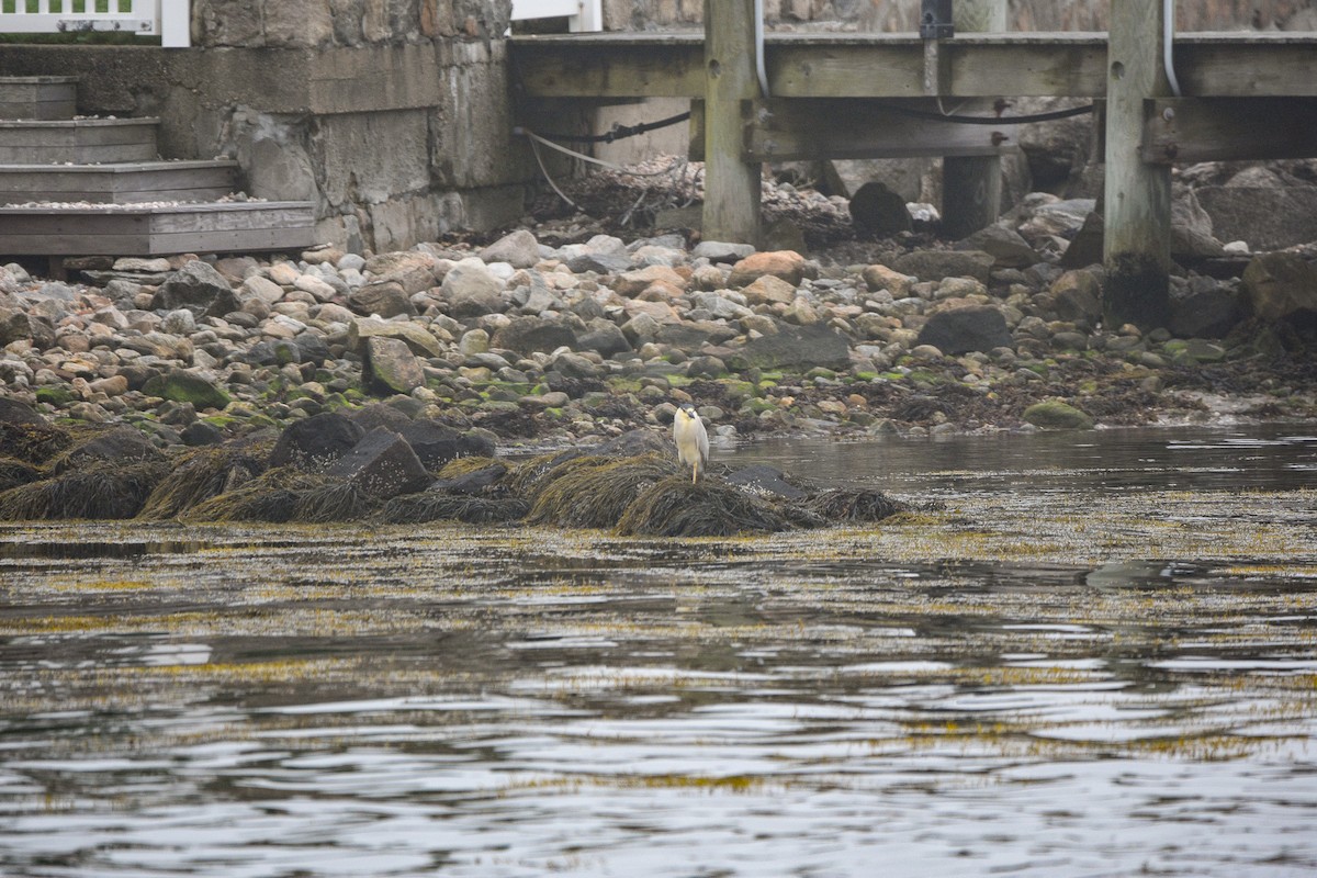 Black-crowned Night Heron - ML621261504