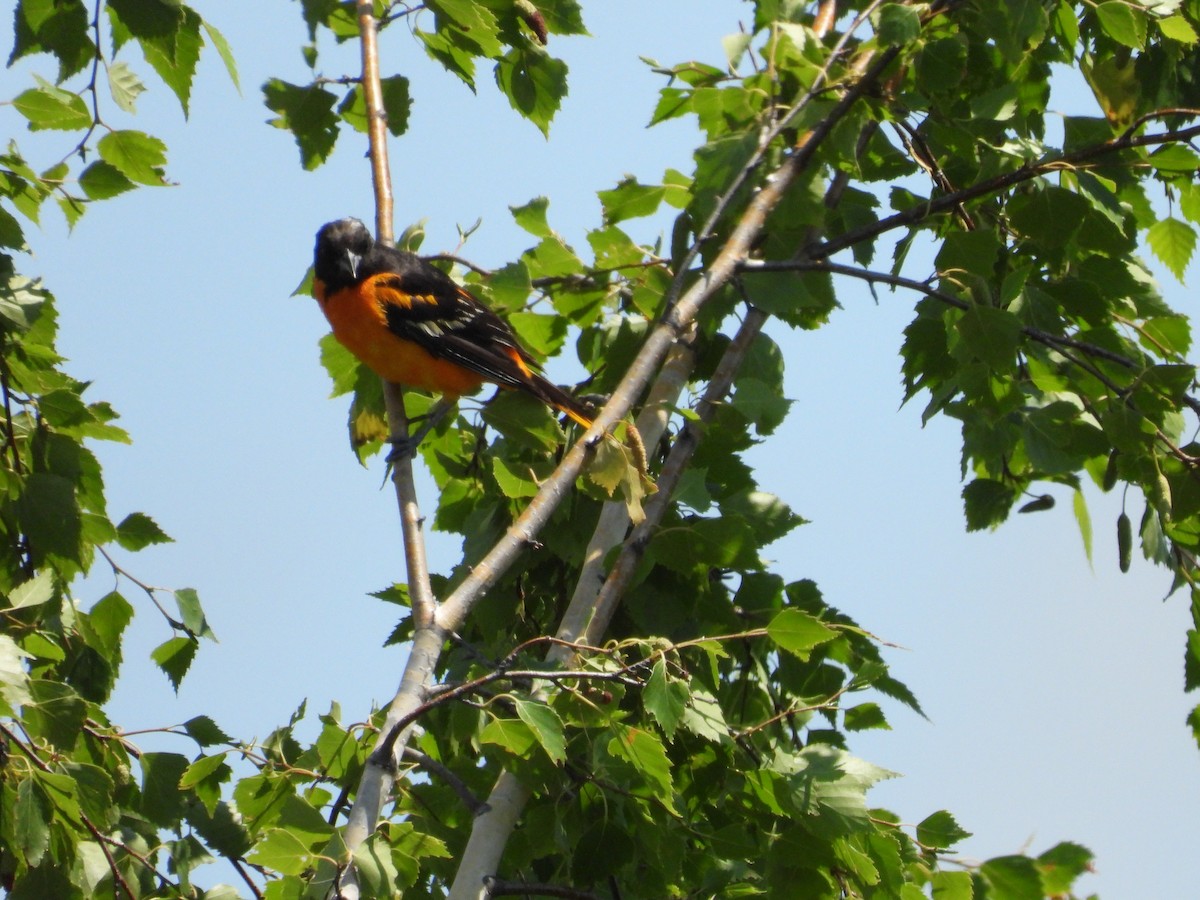 Oriole de Baltimore - ML621261527