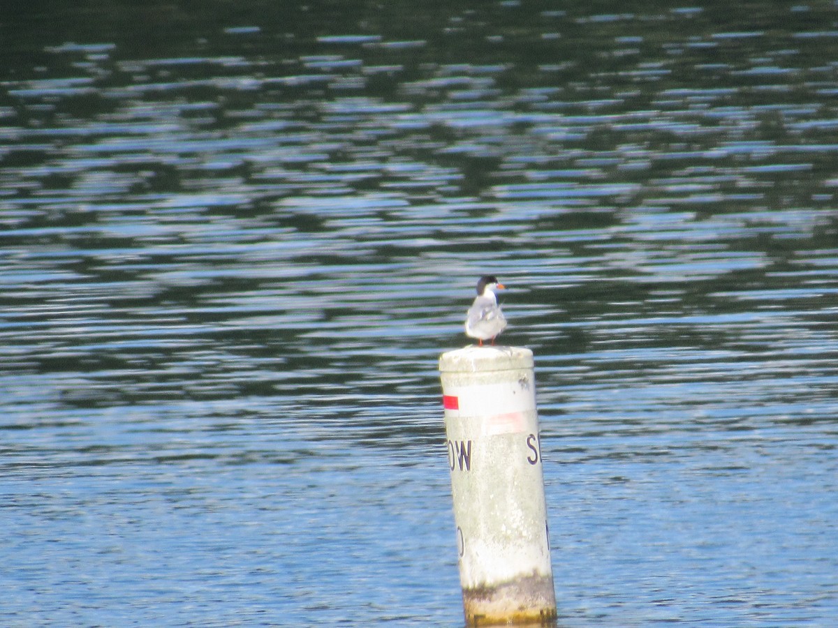 Forster's Tern - Kent S. Freeman