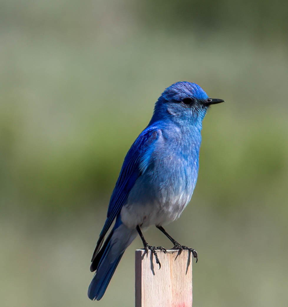 Mountain Bluebird - ML621261776