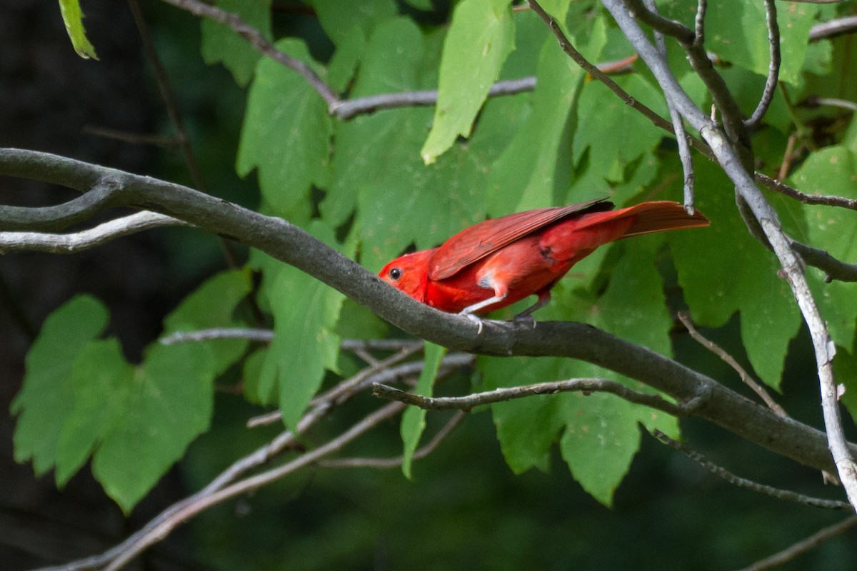 Summer Tanager - ML621261989