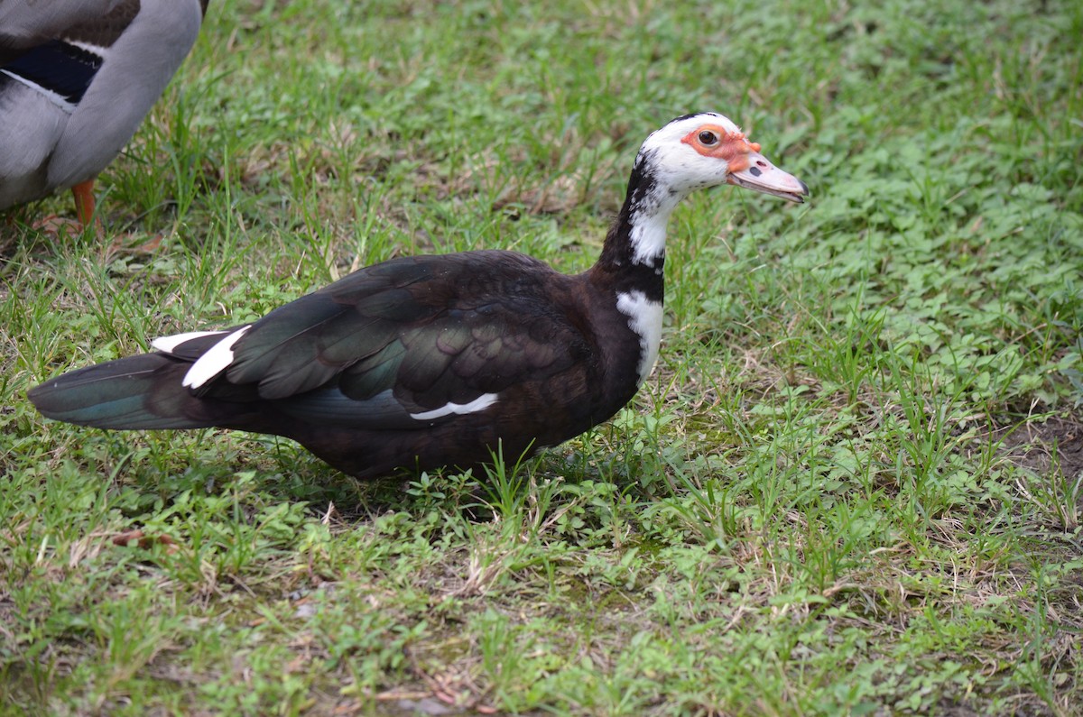 ノバリケン（家畜） - ML621262006