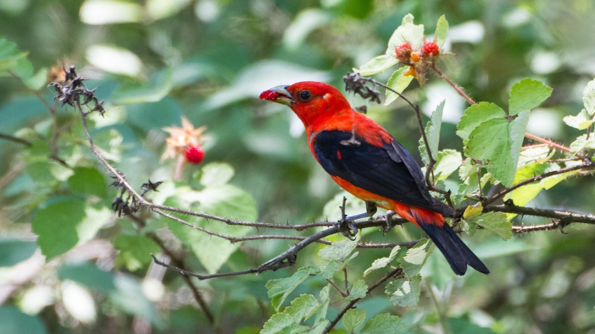 Scarlet Tanager - ML621262062