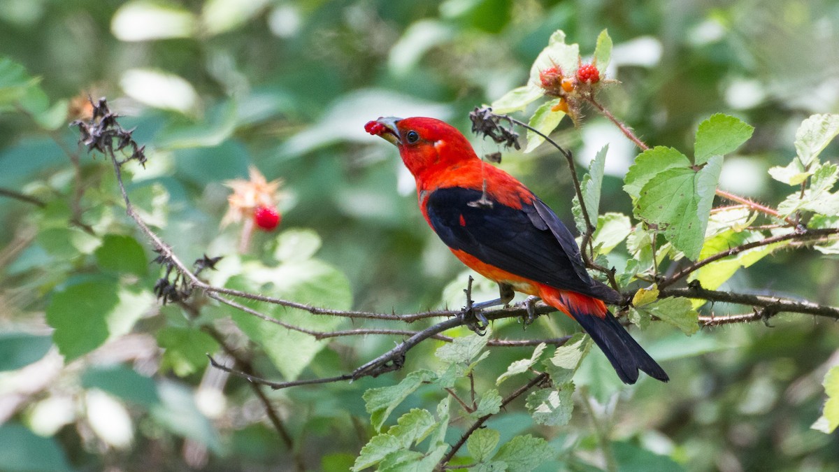 Scarlet Tanager - ML621262063