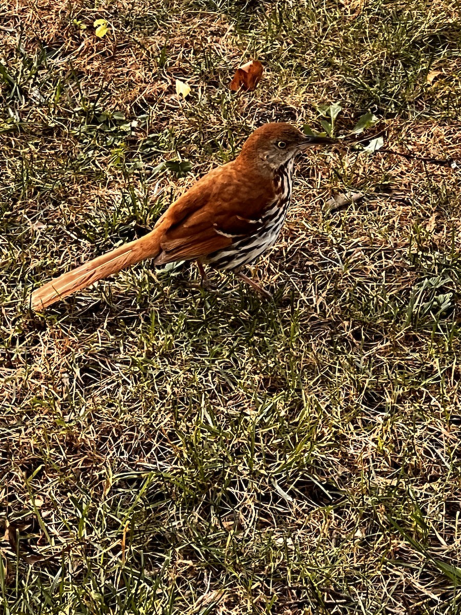 Brown Thrasher - ML621262112