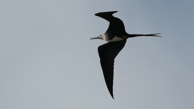 Magnificent Frigatebird - ML621262172