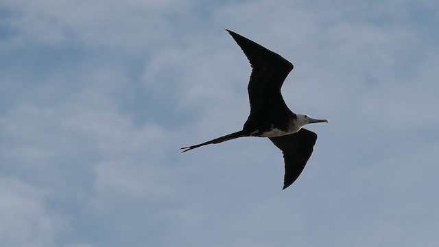 Magnificent Frigatebird - ML621262175