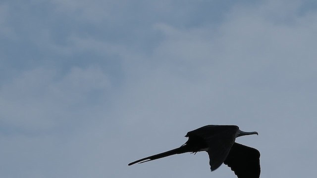 Magnificent Frigatebird - ML621262176