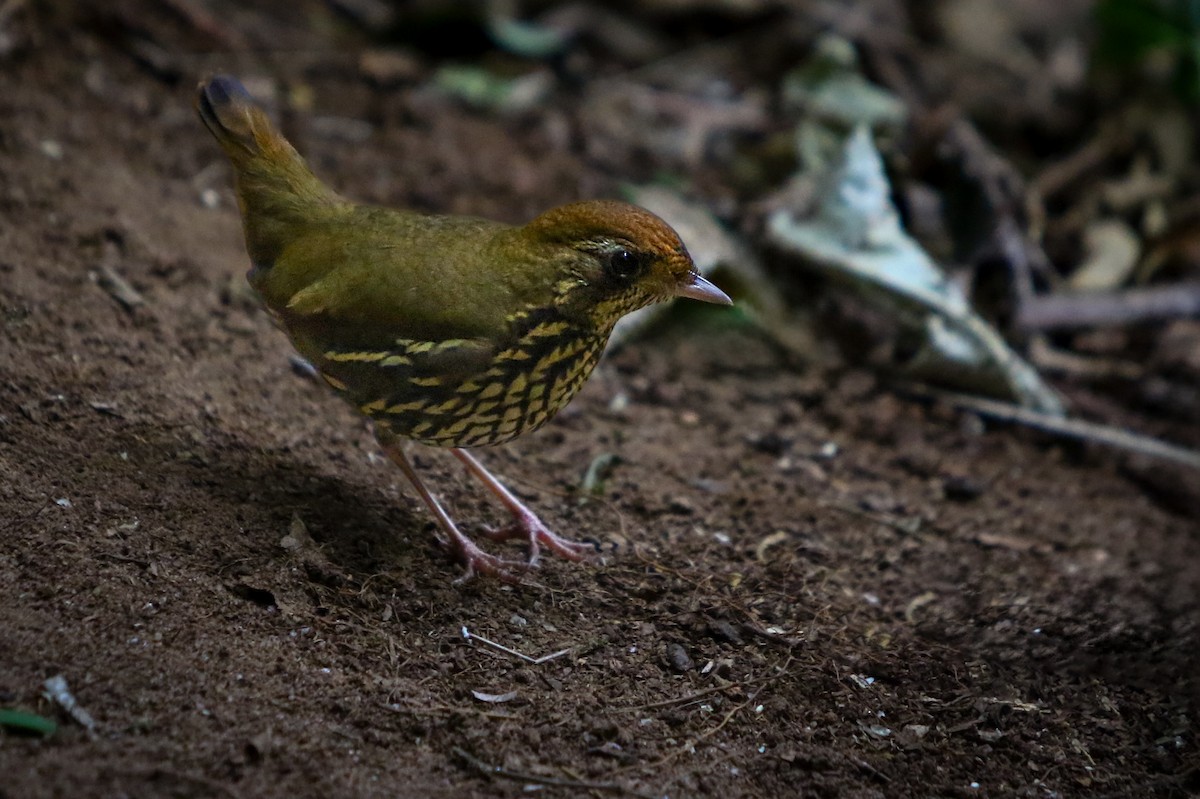 Short-tailed Antthrush - ML621262251