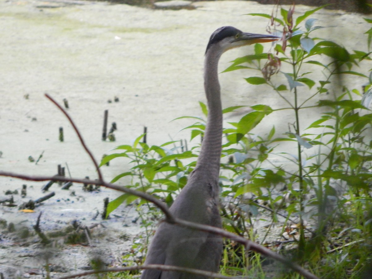 Great Blue Heron - ML621262690