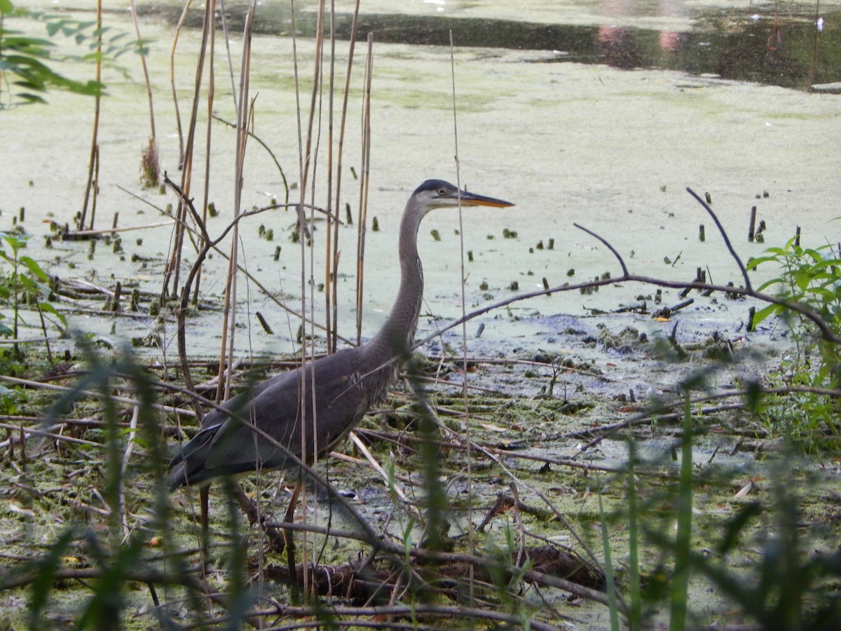 Great Blue Heron - ML621262691