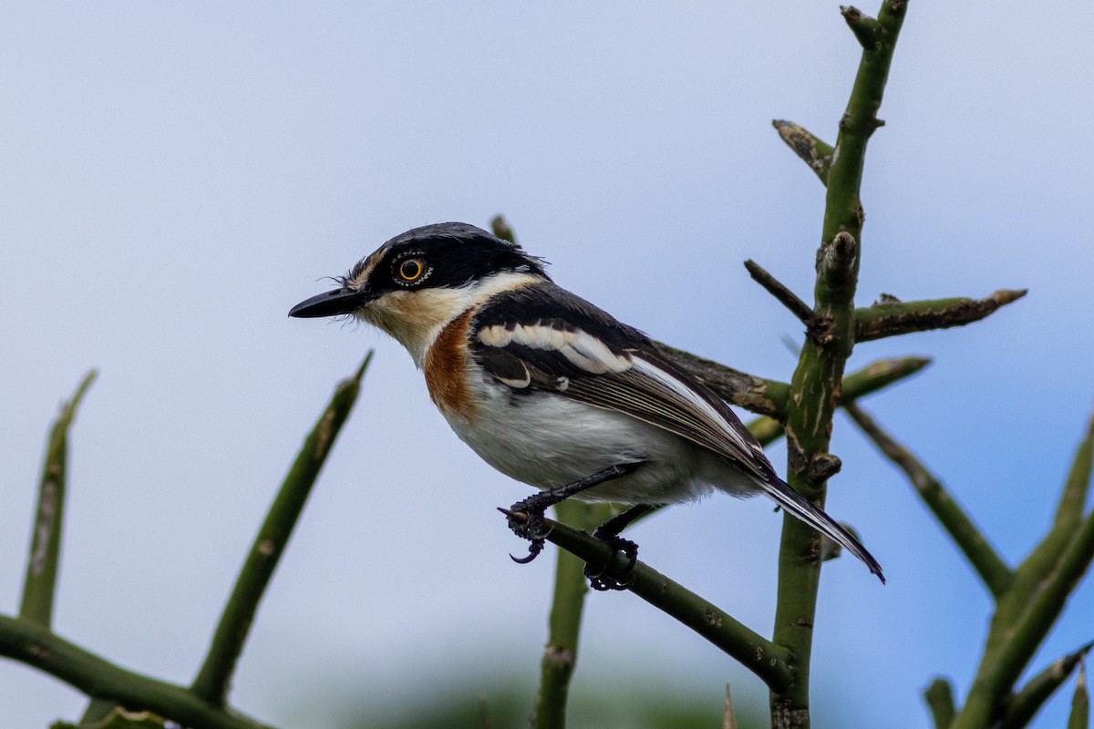 Chinspot Batis - Edward Jenkins