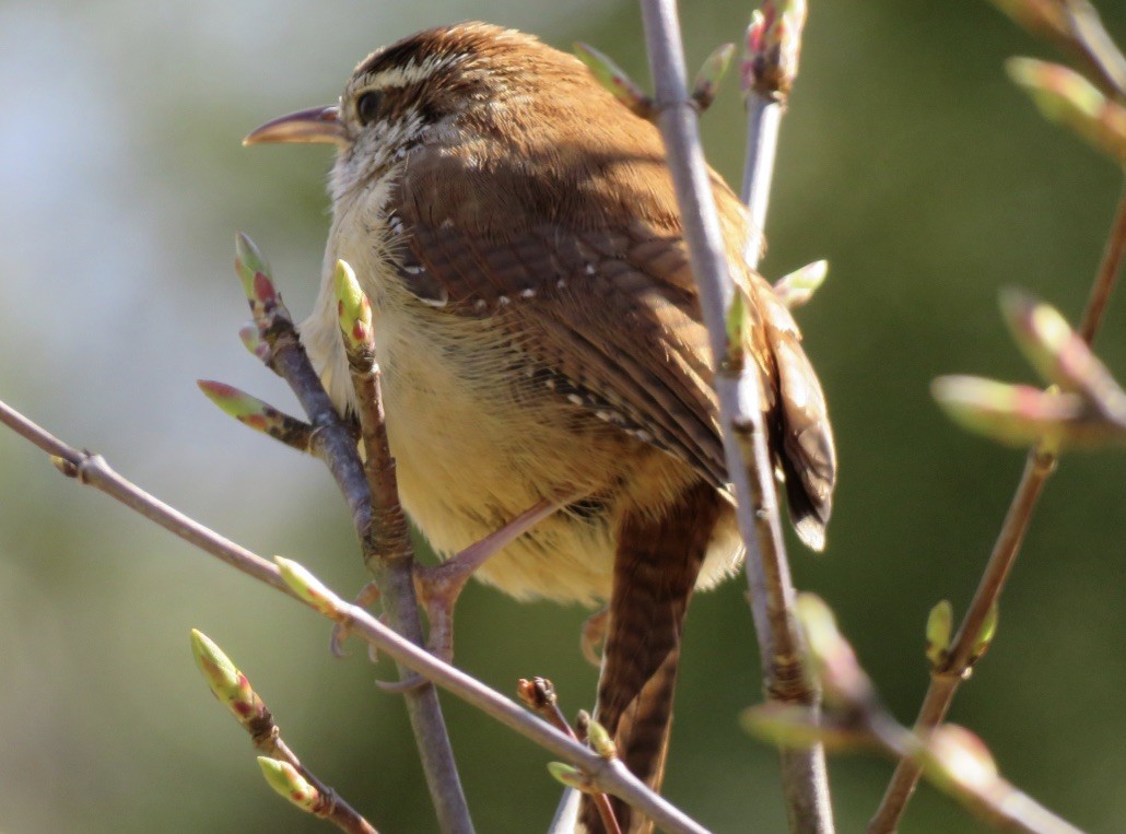 Carolina Wren - ML621262824