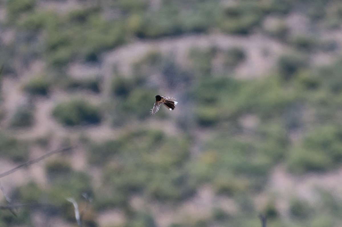 Spotted Towhee - ML621262870