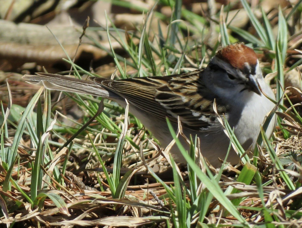 Chipping Sparrow - Laura Flowers