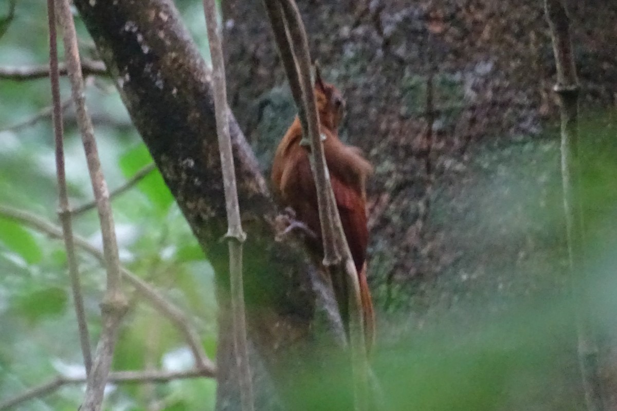 Ruddy Woodcreeper - ML621262926