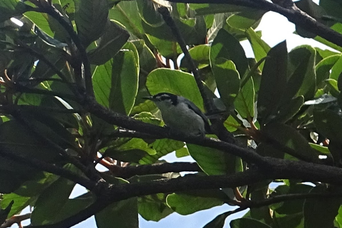 White-lored Gnatcatcher - ML621262970