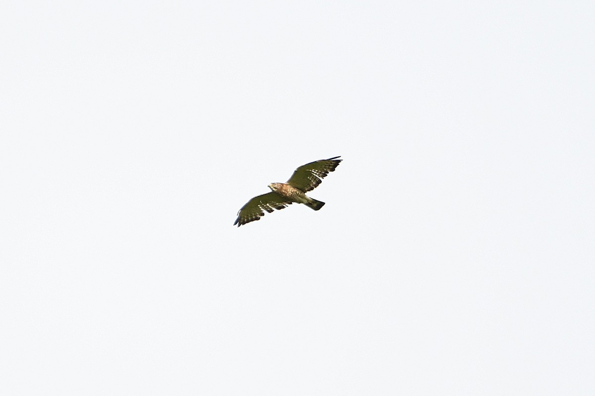 Broad-winged Hawk - ML621262986