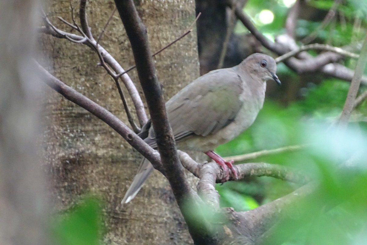 White-tipped Dove - Benjamin Sweeney