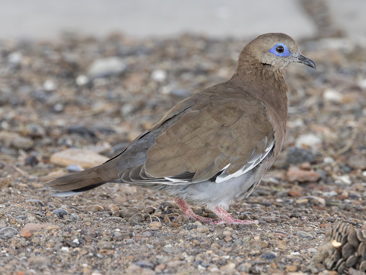 West Peruvian Dove - ML621263120