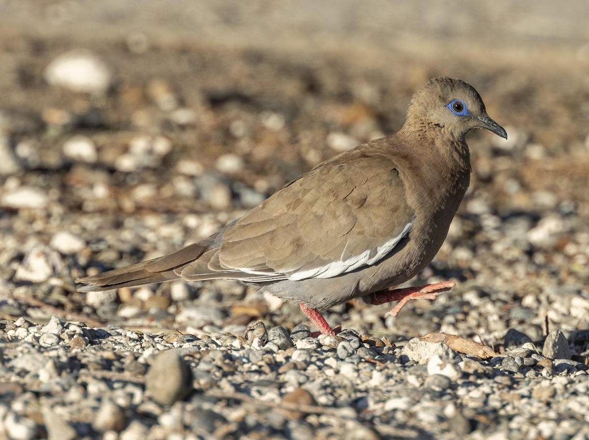 West Peruvian Dove - ML621263121