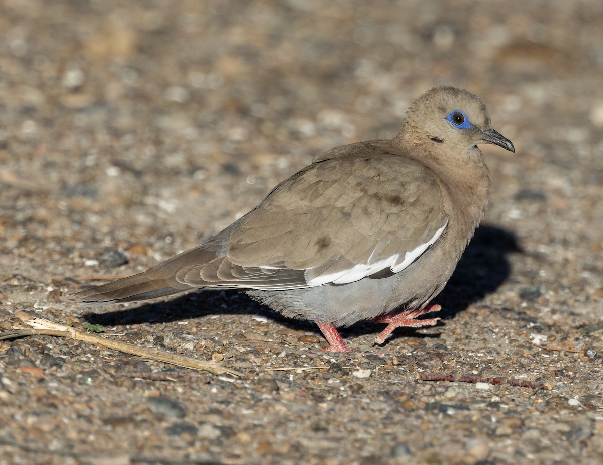 West Peruvian Dove - ML621263122