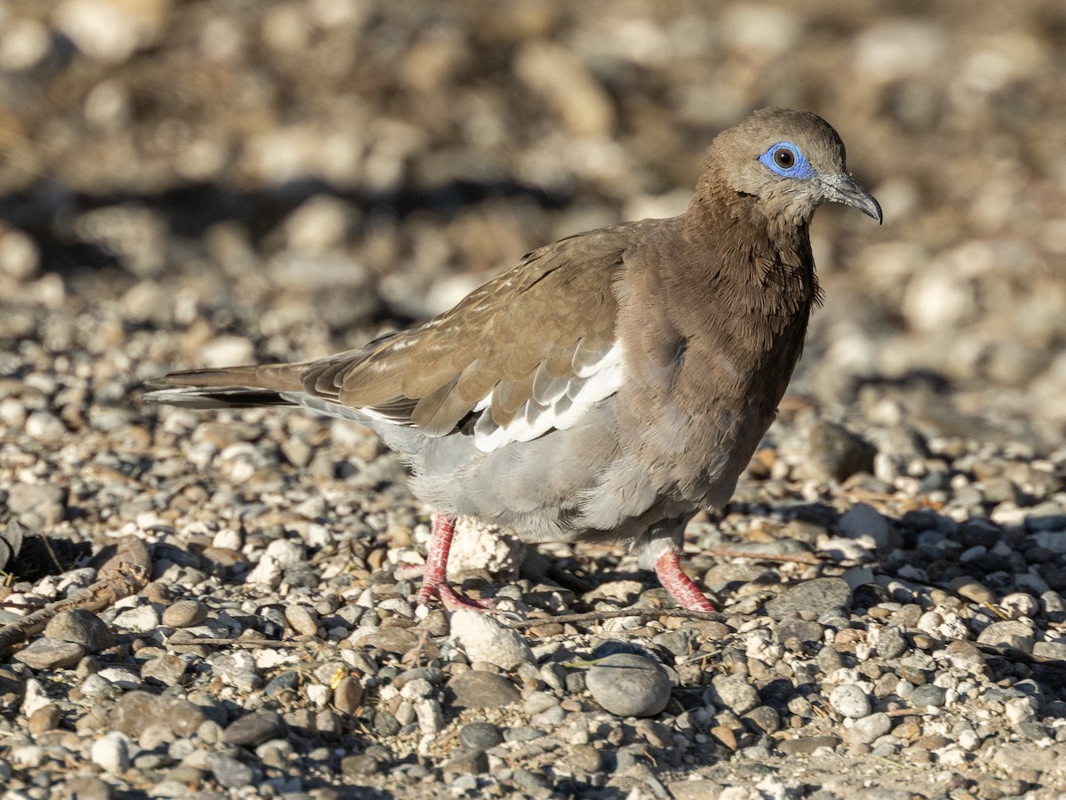 West Peruvian Dove - ML621263123