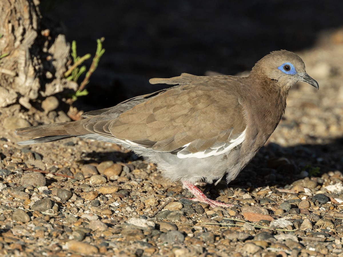 West Peruvian Dove - Peter Kondrashov