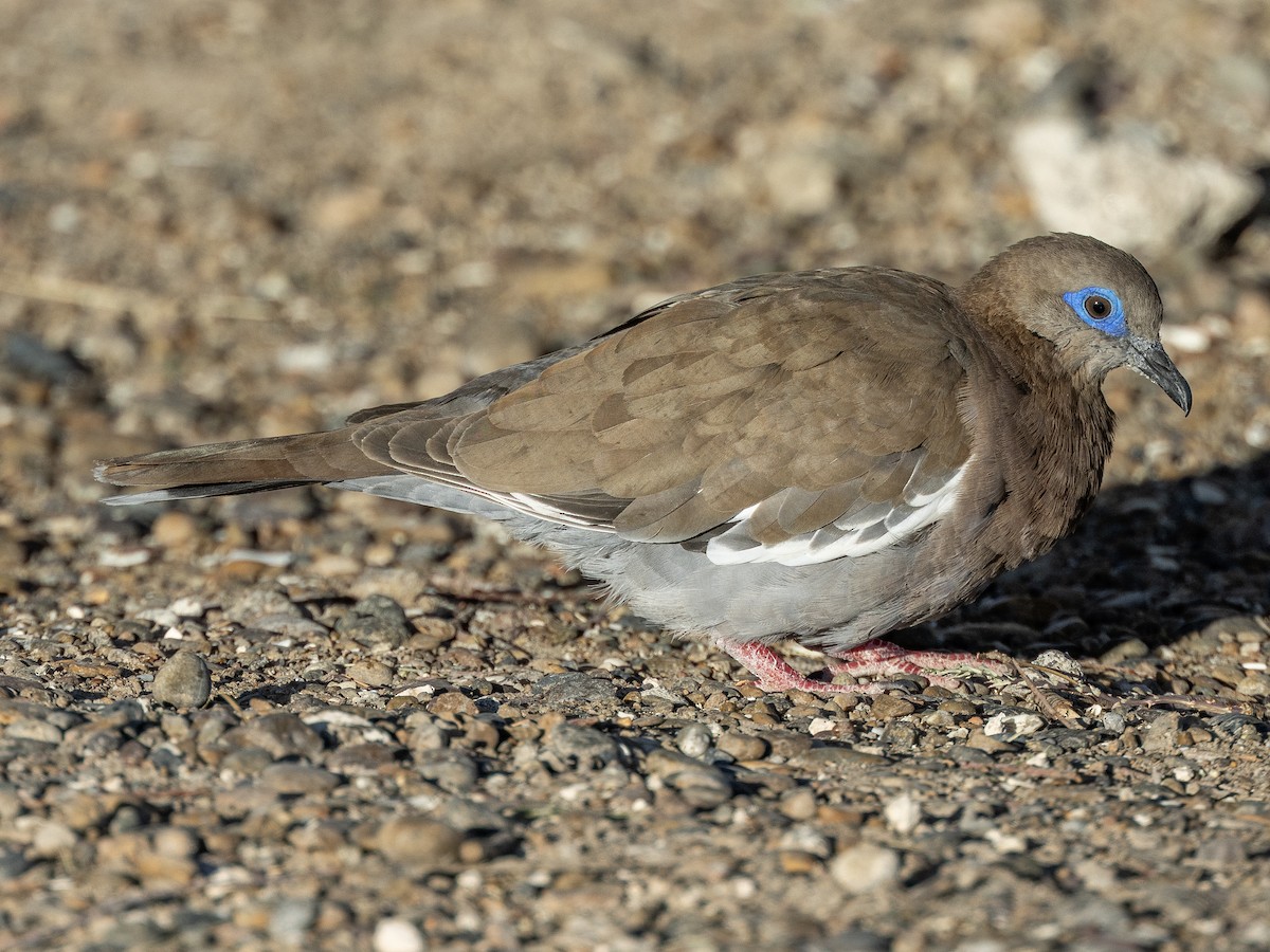 West Peruvian Dove - ML621263125