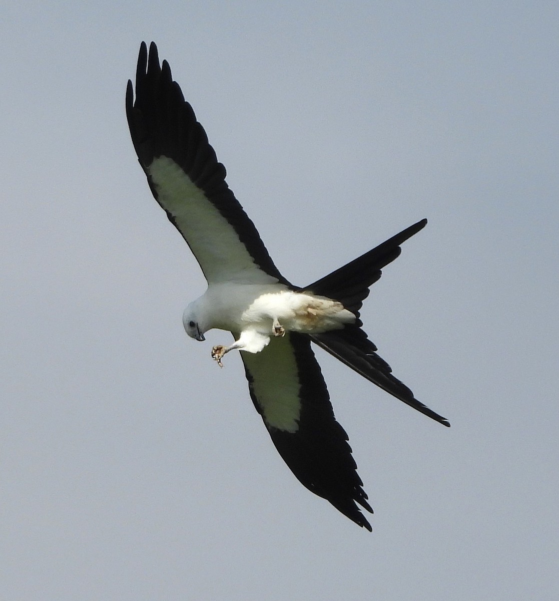 Swallow-tailed Kite - ML621263178