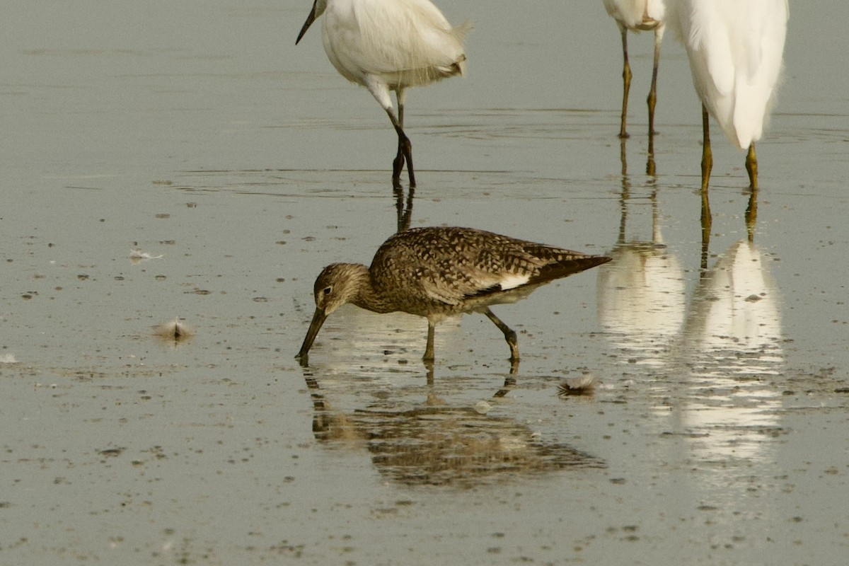 Willet (Western) - ML621263200