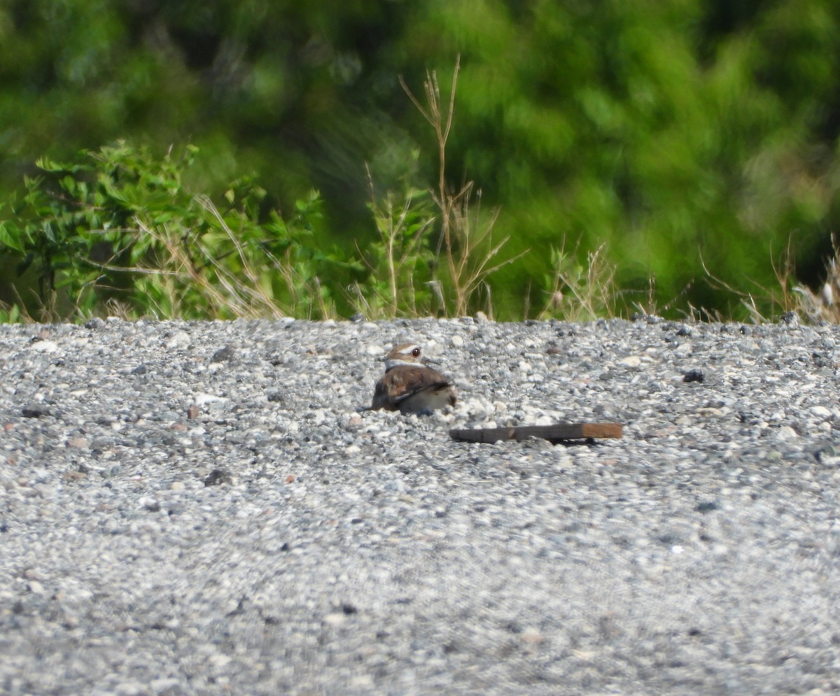 Killdeer - David W Foster