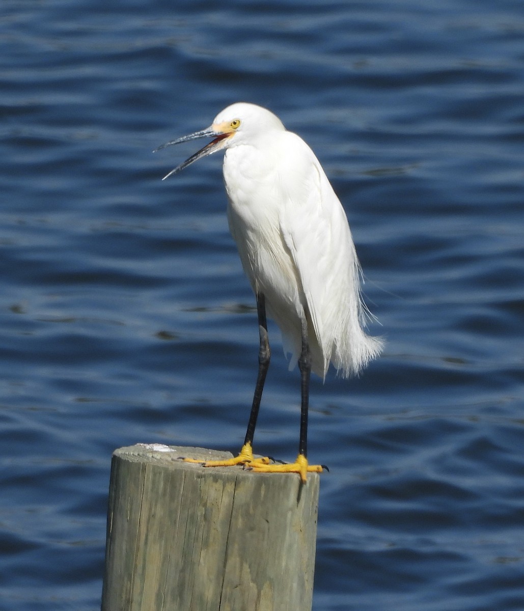 Snowy Egret - ML621263241